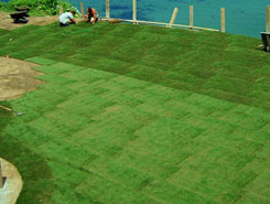 Fresh Grass | Landscape Design in Avon, MA