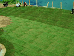 Fresh Grass | Landscape Design in Avon, MA Fresh Grass | Landscape Design in Avon, MA