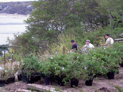 Potted Plants | Landscape Construction in Avon, MA Potted Plants | Landscape Construction in Avon, MA