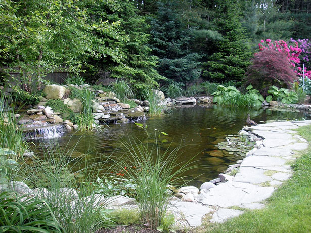 Full Pond View | Water Gardens in Avon, MA Full Pond View | Water Gardens in Avon, MA