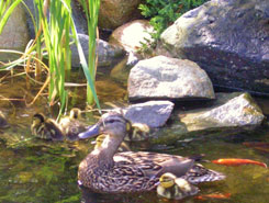 Ducks in a Pond | Water Garden Installation in Avon, MA Ducks in a Pond | Water Garden Installation in Avon, MA