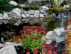 Red Flowers and Pond | Fish Pond Installation and Repair in Avon, MA Red Flowers and Pond | Fish Pond Installation and Repair in Avon, MA